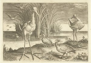 Enkele watervogels aan een oever