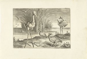 Enkele watervogels aan een oever