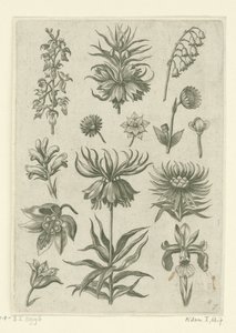 Keizerskroon, orchidee en lelietjes-van-dalen door Adriaen Collaert