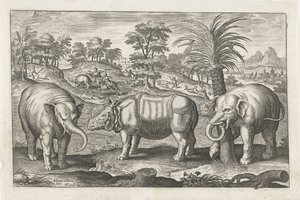 Olifanten en neushoorn door Adriaen Collaert