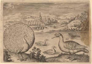 Pauw en gans door Adriaen Collaert