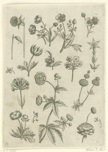 Ranonkels, primula en boterbloemen
