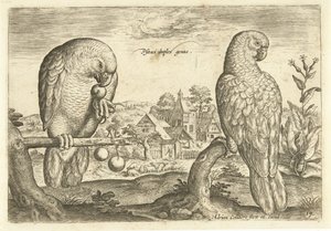 Twee papegaaien in een landschap door Adriaen Collaert
