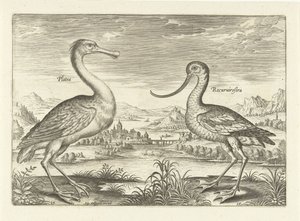 Twee waadvogels in een rivierlandschap
