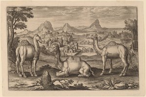 Twee Dromedarissen en een Kameel door Adriaen Collaert