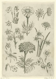 Verschillende bloemen, viooltjes en narcissen