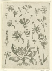 Verschillende bloemen, waaronder trompetnarcissen