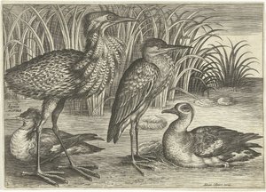 Vier waadvogels langs een oever door Adriaen Collaert