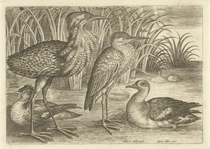 Vier waadvogels langs een oever door Adriaen Collaert