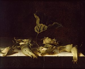 Stilleven met hazelnoten, 1696 door Adrian Coorte