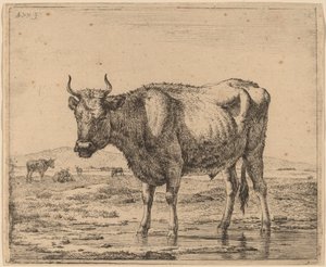 Stier staand in water