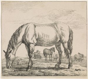 Grazend paard