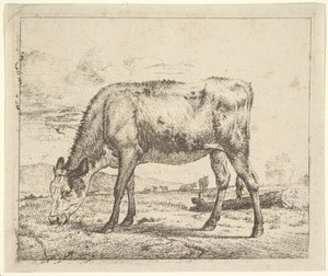 Grazend Kalf, uit Verschillende Dieren, 1658 door Adriaen van de Velde