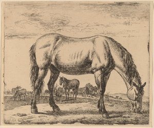 Grazend paard