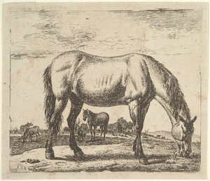 Grazend Paard, uit Verschillende Dieren