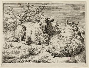 Twee schapen door Adriaen van de Velde