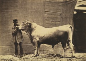 Stier uit Glane, Kanton Fribourg, 1856