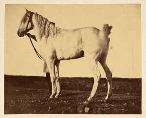 [Paard]