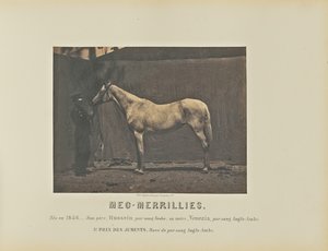 Meg-Merrillies door Adrien Alban Tournachon