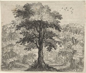 Fabel van de olm en de eik