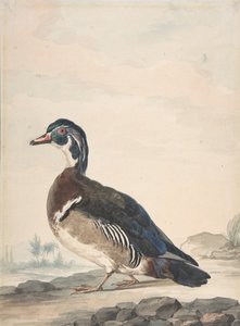 Een eend, 1725-92