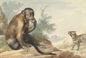Een Aap Zittend op een Rots Kijkt naar een Civet door Aert Schouman