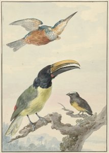 Drie vogels: een IJsvogel, een Prins von Wied