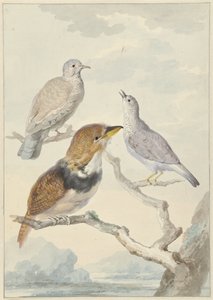 Drie vogels, twee Incaduiven en een gekraagde baardkoekoek door Aert Schouman
