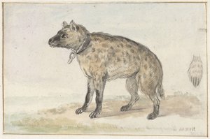 Gevlekte hyena