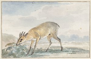 Guinees Jufferbokje of Sylvicapra Grimmia door Aert Schouman