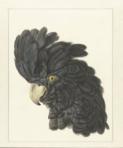 Hoofd van een kaketoe door Aert Schouman