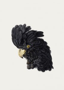 Hoofd van een kaketoe