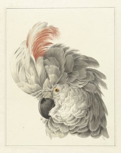 Kop van een kaketoe