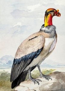 Steenloopvogel door Aert Schouman