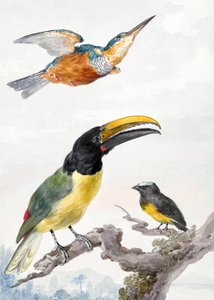Drie vogels: een ijsvogel, een prins Von Wied-toekan en een mus door Aert Schouman