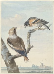 Twee vogels: een appelvink en een keep door Aert Schouman