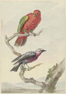 Twee vogels, waaronder een rood-groene papegaai door Aert Schouman