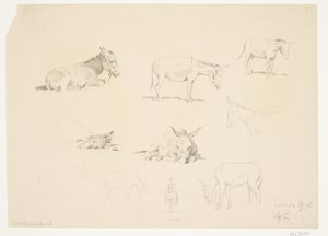 Studieblad met Dieren