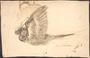 Studie van een dode vogel door Agnes Slott Møller