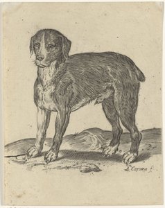Staande hond door Agostino Carracci