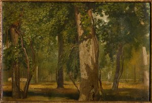 Het bos