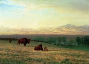 Buffels op de vlaktes, ca. 1890 door Albert Bierstadt