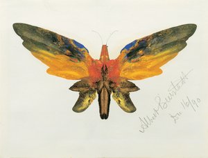 Vlinder door Albert Bierstadt