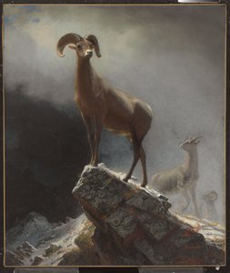 Rocky Mountain Schaap of Big Horn, Ovis, Montana, c.1884