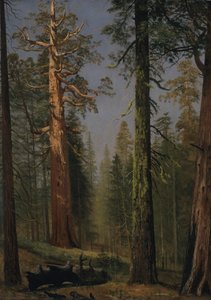 De grizzly reuzensequoia, Mariposa Grove, Californië door Albert Bierstadt