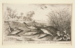 Aculeatus siue Spinachia. L