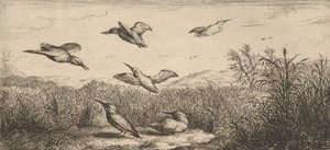 Alcedo, Martin-pescheur De IJsvogel: Livre d