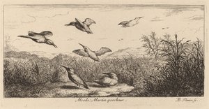Alcedo, de ijsvogel