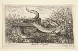 Anguilla. L door Albert Flamen