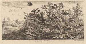 Carduelis, De Putter